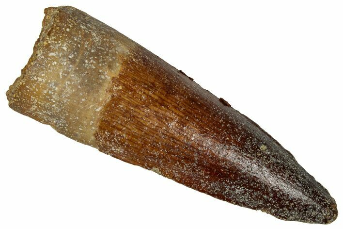 Fossil Spinosaurus Tooth - Real Dinosaur Tooth #360099
